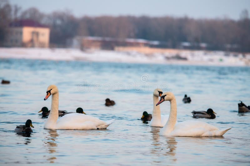 Winter lake with swan and ducks nature wild life. Winter lake with swan and ducks nature wild life